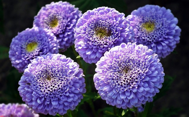 花朵 紫苑 蓝色 - 上的免费照片