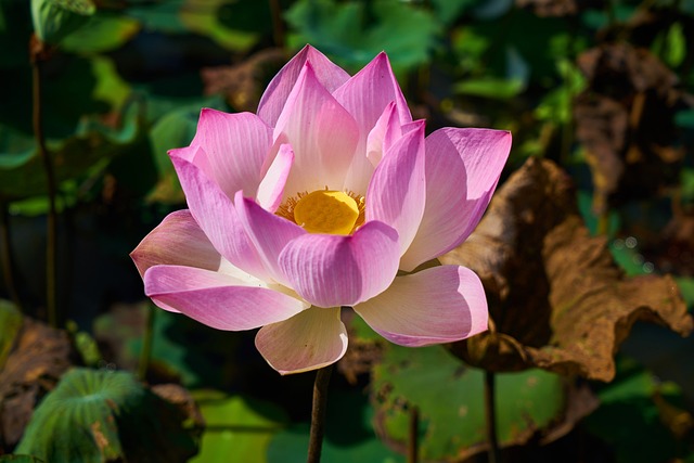 莲花 植物 花 - 上的免费照片