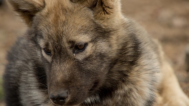 小狗 狗 雪橇犬 - 上的免费照片