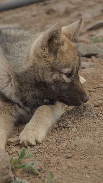 小狗 狗 雪橇犬 - 上的免费照片