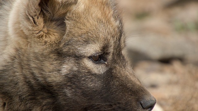 小狗 狗 雪橇犬 - 上的免费照片
