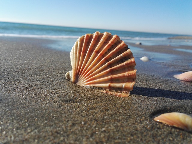 它的成本 海滩 贝壳 - 上的免费照片