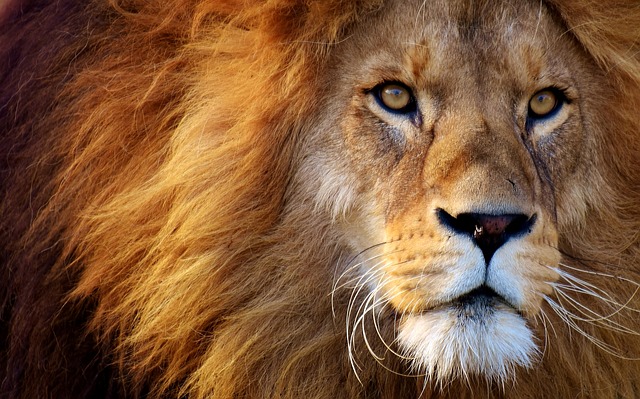 狮子 捕食者 危险的 - 上的免费照片