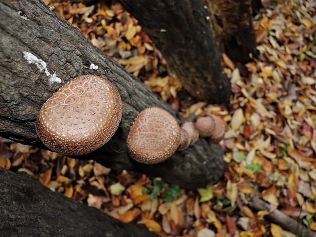 蘑菇 森林 大自然 - 上的免费照片