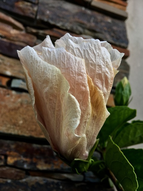 芙蓉 粉红色的花瓣 花 - 上的免费照片