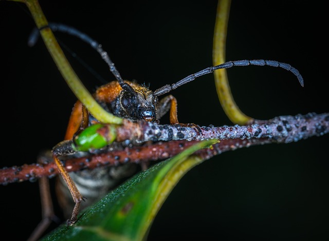 昆虫 无脊椎动物 自然 - 上的免费照片
