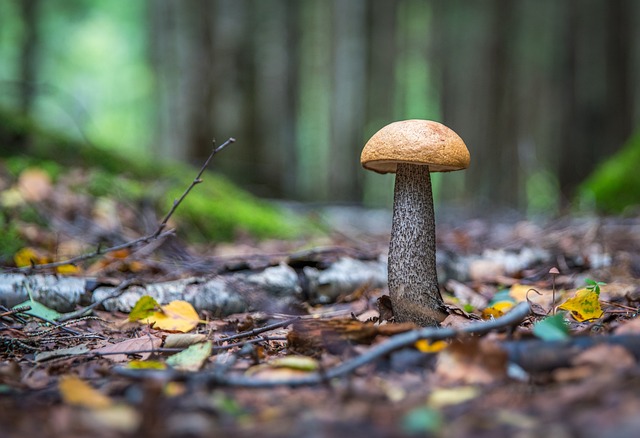 蘑菇 叶子 森林 - 上的免费照片