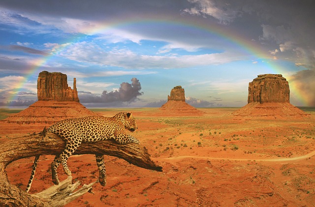 幻想 豹 彩虹 - 上的免费照片