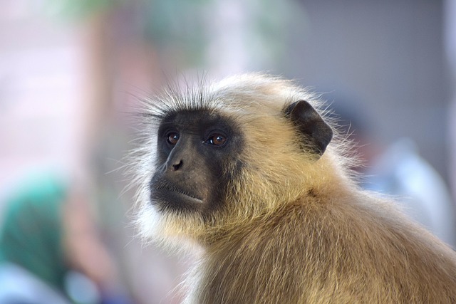 猴 野生动物 哺乳动物 - 上的免费照片
