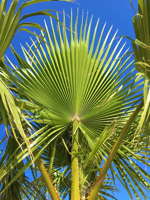 Arecaceae 热带 树 - 上的免费照片