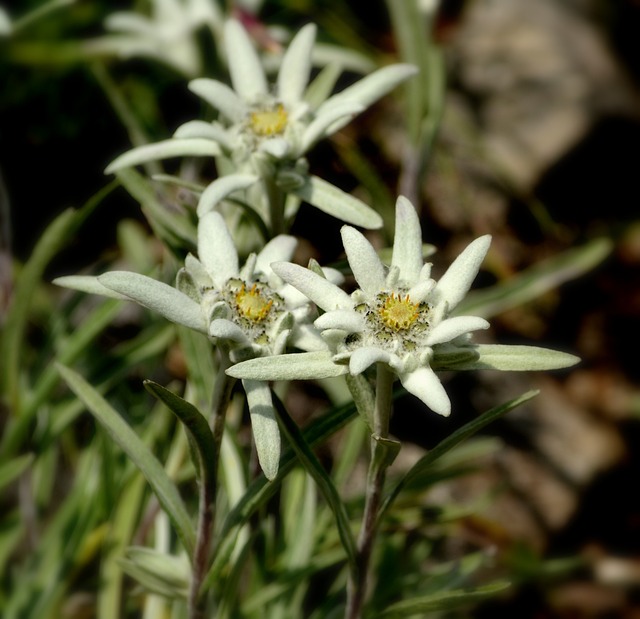 花 Edelweiss 植物 - 上的免费照片