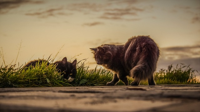猫 迷路 日落 - 上的免费照片