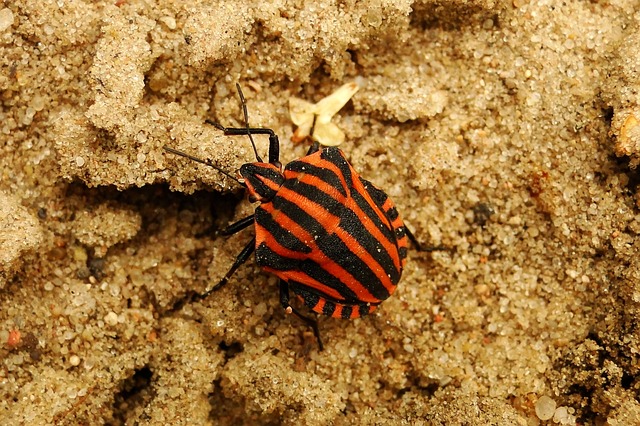 无脊椎动物 性质 一点点 - 上的免费照片