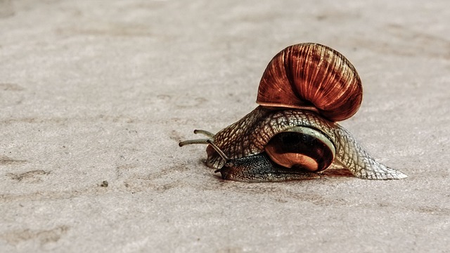 超车过程 蜗牛 慢 - 上的免费照片