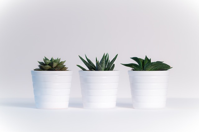 植物 工作表 白色背景 - 上的免费照片