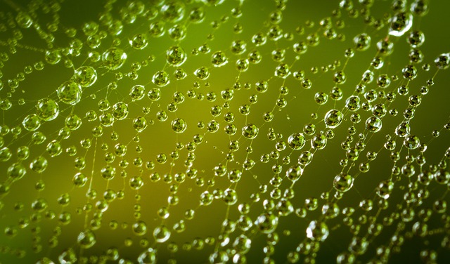 蜘蛛网 水滴 蛛网 - 上的免费照片