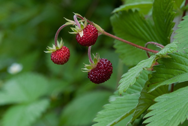 草莓 叶子 自然 - 上的免费照片