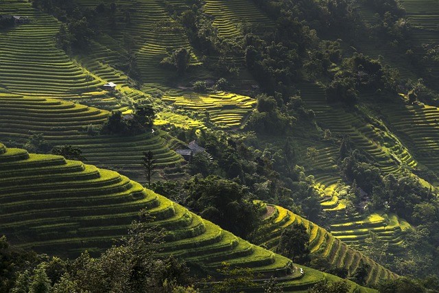 越南 米 场地 - 上的免费照片