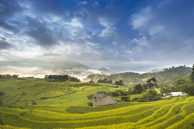 越南 米 场地 - 上的免费照片