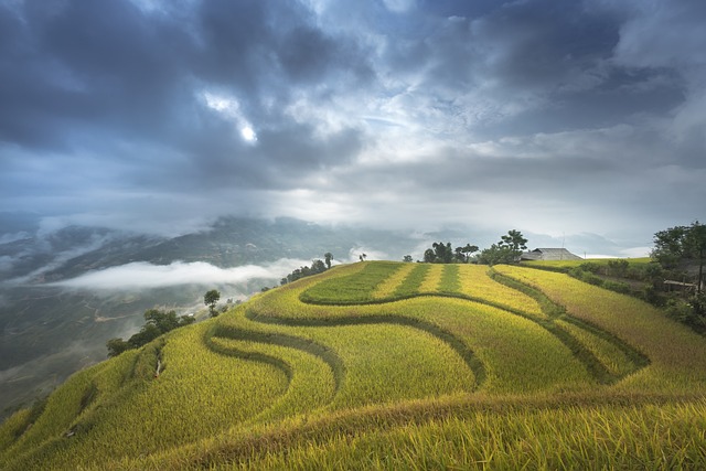 越南 米 场地 - 上的免费照片