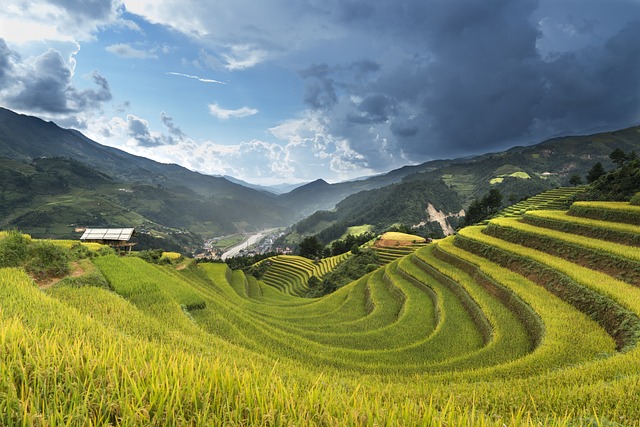 越南 米 场地 - 上的免费照片