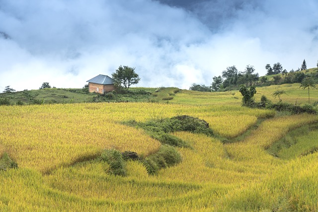 越南 米 场地 - 上的免费照片