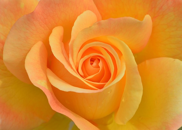 花 植物 玫瑰 - 上的免费照片