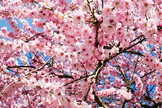 日本樱桃 开花 粉色的 - 上的免费照片