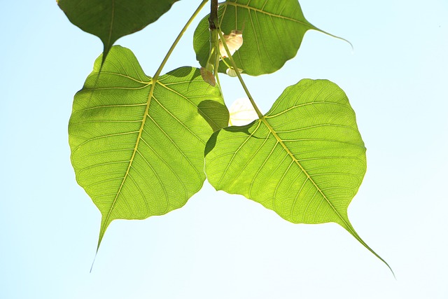 叶子 植物群 自然 - 上的免费照片