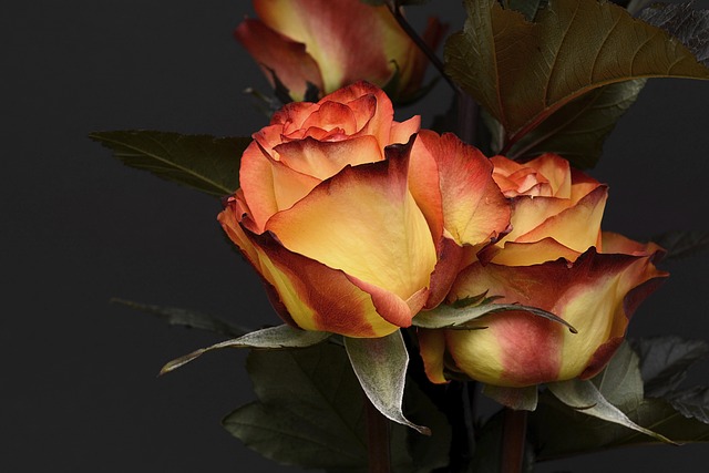 玫瑰 花 花瓣 - 上的免费照片