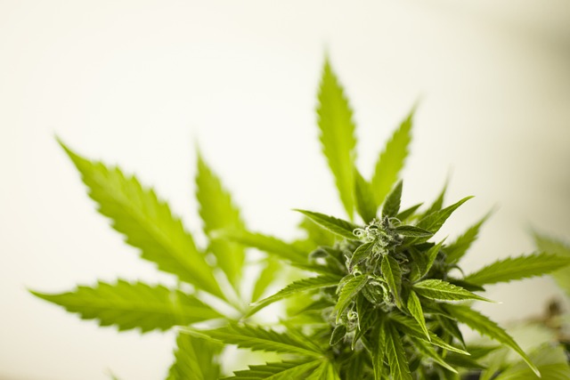 大麻 散列 叶子 - 上的免费照片