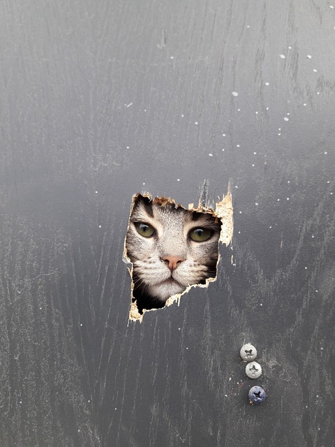 肖像 单身的 没有人 - 上的免费照片