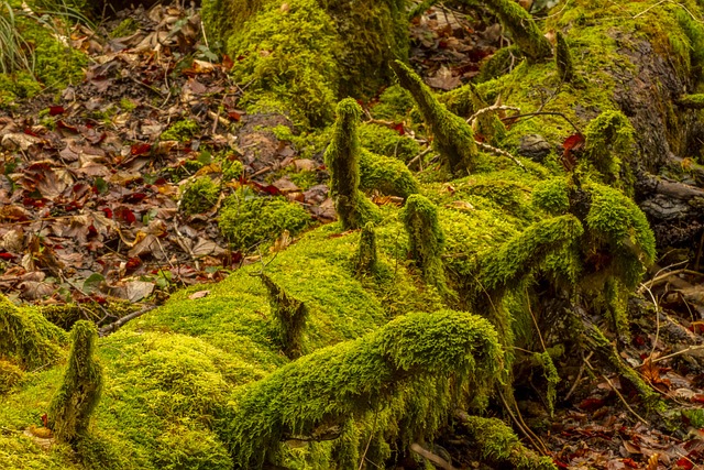 苔藓 自然 木头 - 上的免费照片