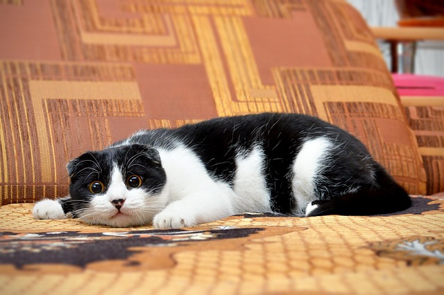 猫 打猎 年轻的猫 - 上的免费照片