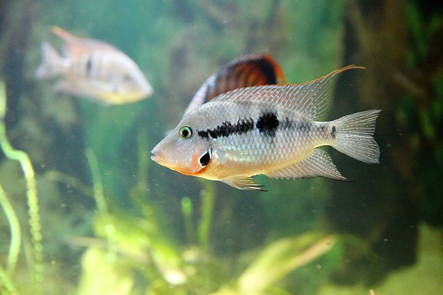 Cichlasoma Meeka Thorichthys Meeki - 上的免费照片