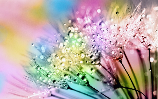 植物群 自然 夏天 - 上的免费照片