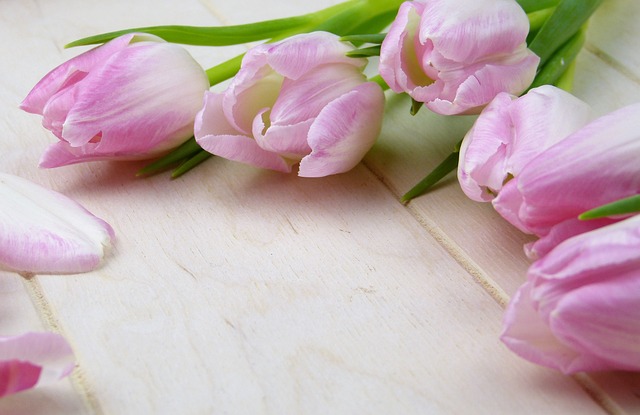 花 郁金香 植物 - 上的免费照片