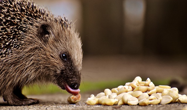 刺猬小孩 年轻的刺猬 刺猬 - 上的免费照片