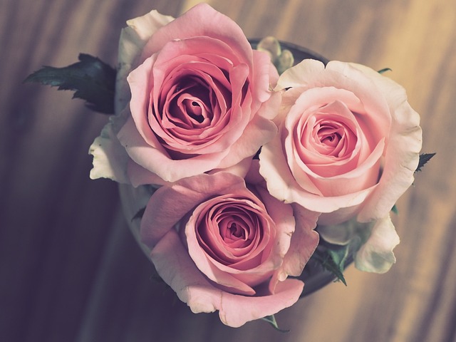 玫瑰 粉色的 花朵 - 上的免费照片