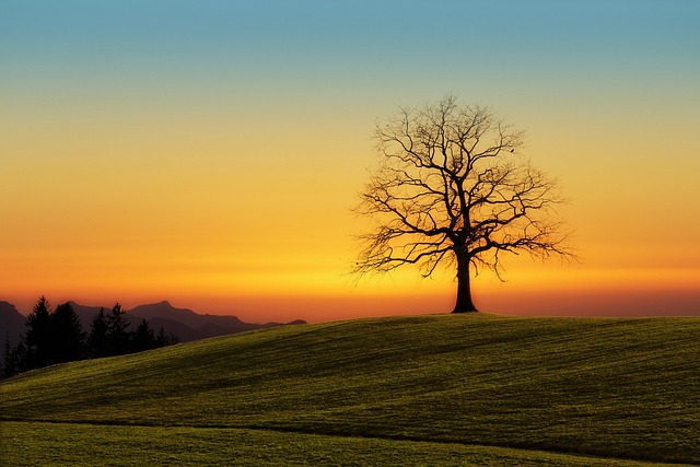 树 日落 自然 - 上的免费照片