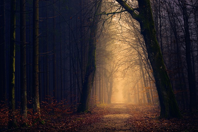 木头 森林 光 - 上的免费照片