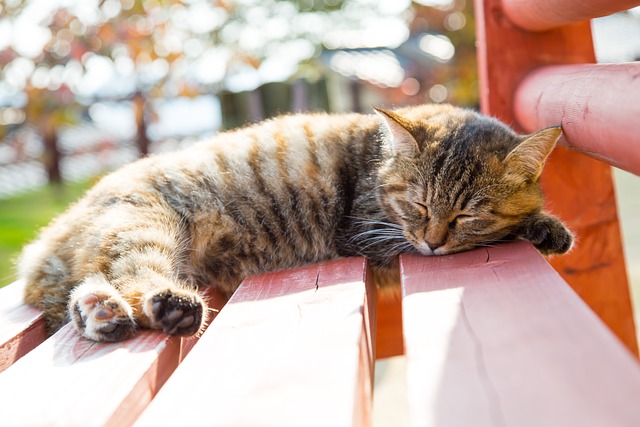 动物 猫咪 宠物 - 上的免费照片