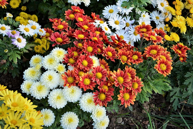 花 奇切瓦文动 鲜明的色彩 - 上的免费照片
