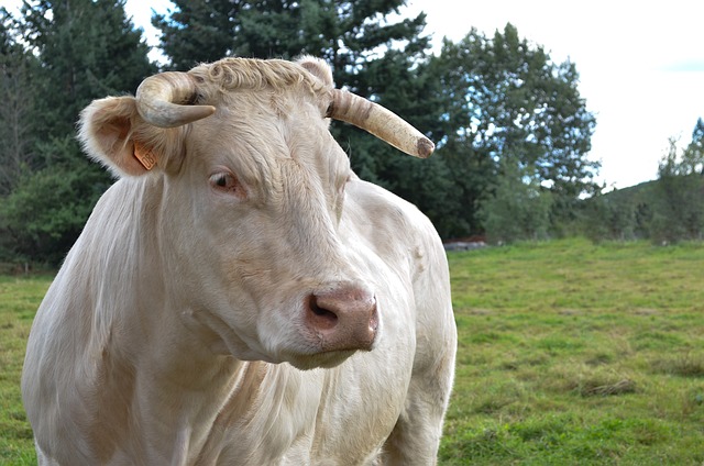 草坪 字段 家畜 - 上的免费照片