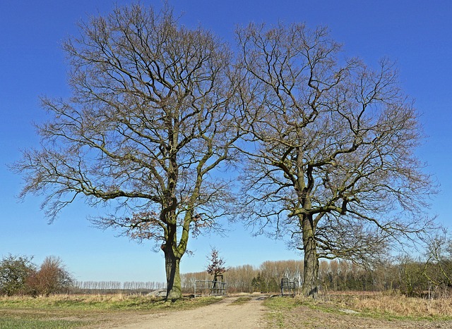 Münsterland 溪桥 树木 - 上的免费照片