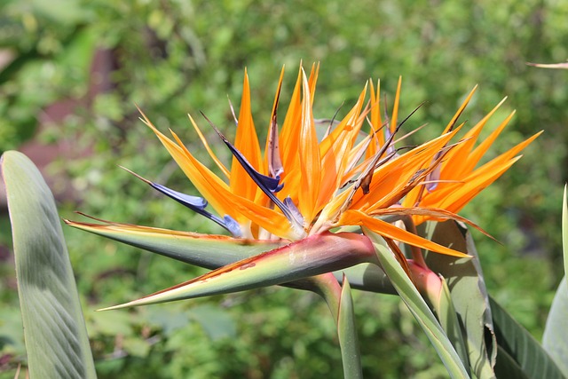 自然 植物 花 - 上的免费照片