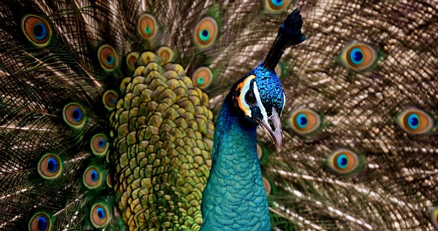 孔雀 美丽的 多彩多姿的 - 上的免费照片