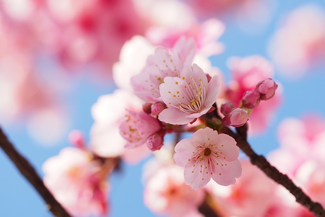 樱桃木 支 花 - 上的免费照片
