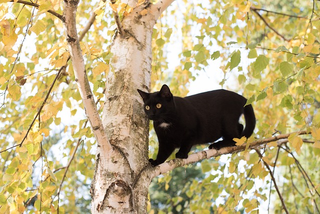 小猫 猫 黑色的猫 - 上的免费照片