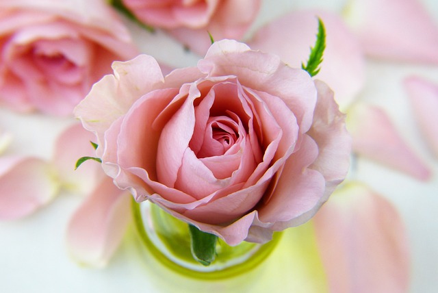 玫瑰 花 粉红玫瑰 - 上的免费照片